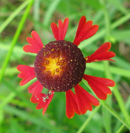 不寻常的花